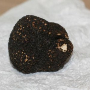 truffle 6 26 14