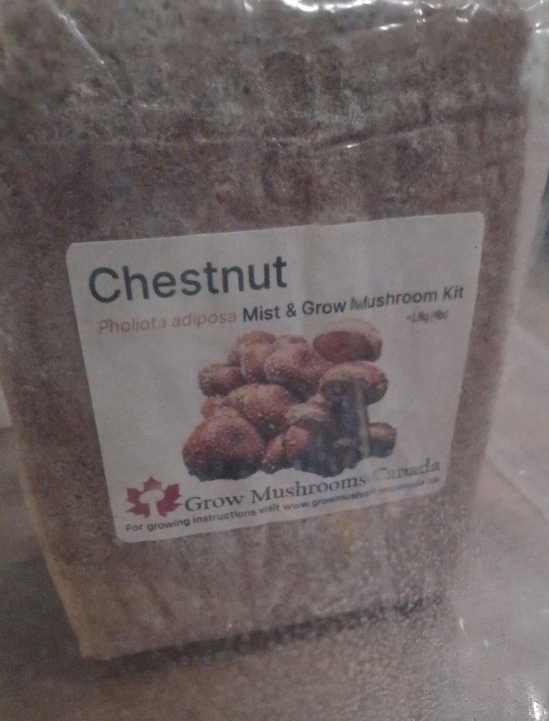 Chestnut Mushroom kit a1 24.02.23.jpg