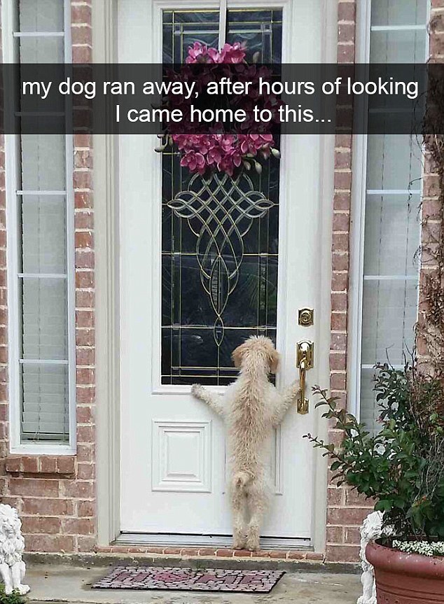 DOG CAME HOME.jpg