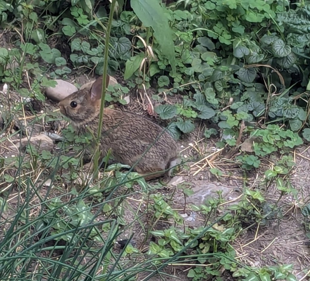 First time I have seen a rabbit in my backyard.cropped.jpg