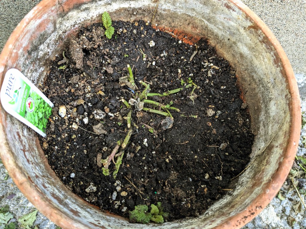 Lemon balm nibbled by someone, bunny perhaps.jpg