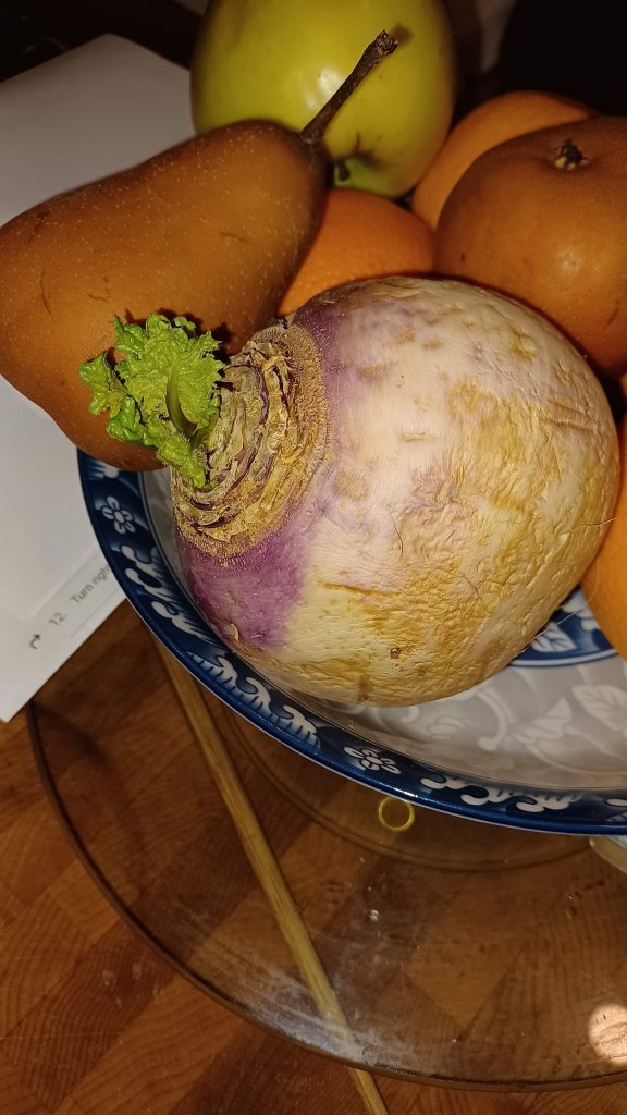 sprouting turnip 20231002.jpg