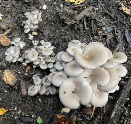 Mushroom 2 .png