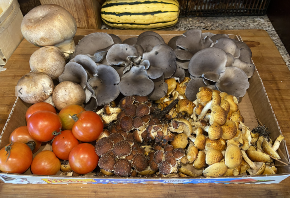 Late Season Mushrooms (aand Tomatoes).png