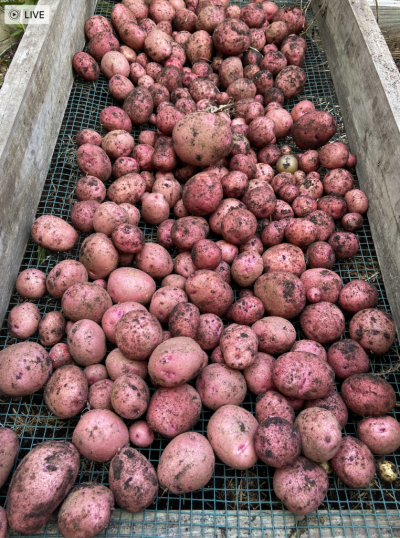 Red Potatoes .png