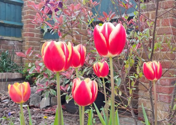 Tulips April 24.jpg