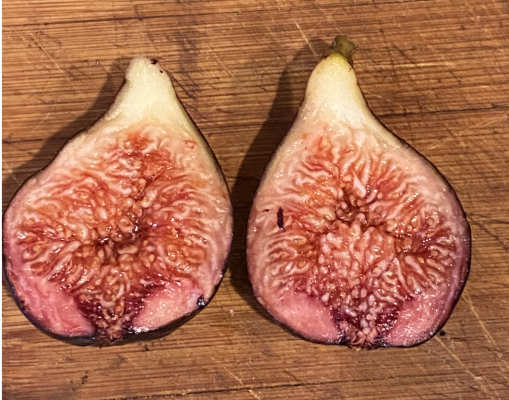 cut fig.png