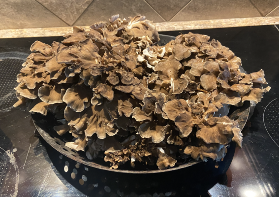 Maitake 1.png