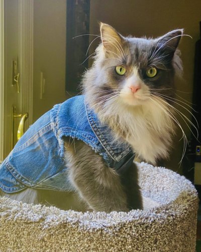 Shlomo denim.jpeg