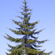 pseudotsuga