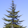 pseudotsuga