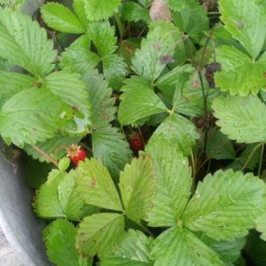 The strawberry plant on the front porch.
