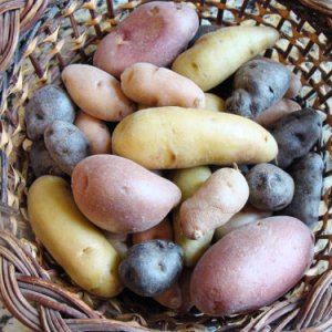 Mixed Fingerling Potatoes