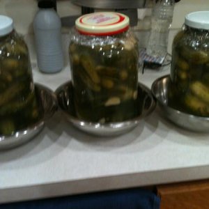 IMG 0320[1]
Pickles 3 days latter, ready to taste