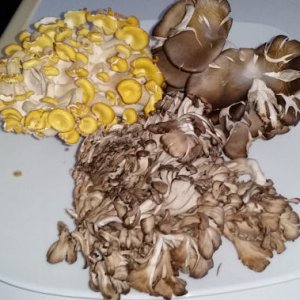 Mushrooms 3 22 18