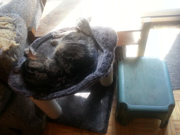 2014-05-06 Shreddy sleeping in his hammock #3