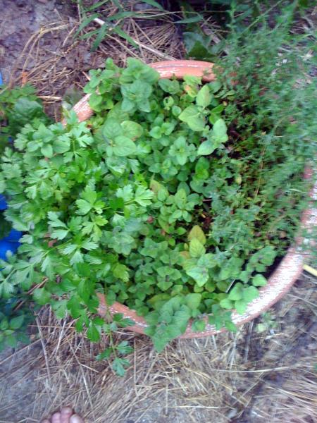 Greek oregano, regular oregano, thyme, and Italian parsley