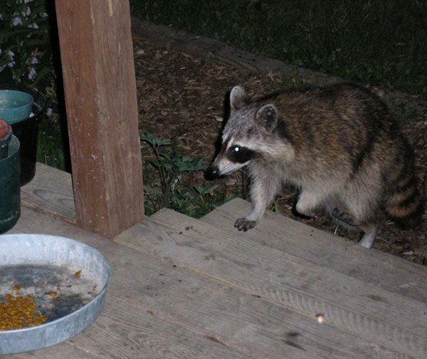 If we feed our cats late in the evening we get extra visitors.