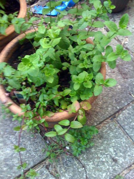 Mint, chocolate mint, and volunteer parsley between the patio stones