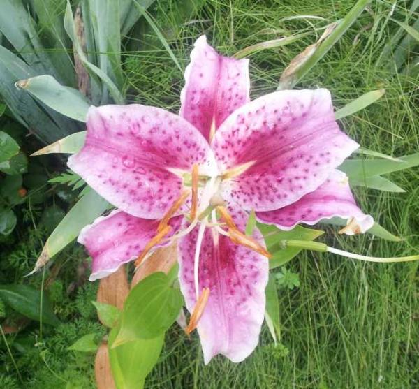 One of my mom's lilies.
