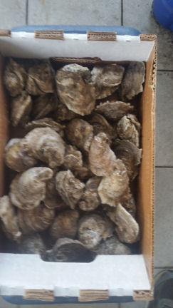Oysters 5 25 21