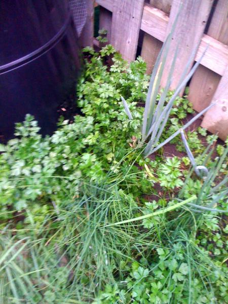 Returning parsley, chives, and scallions.
