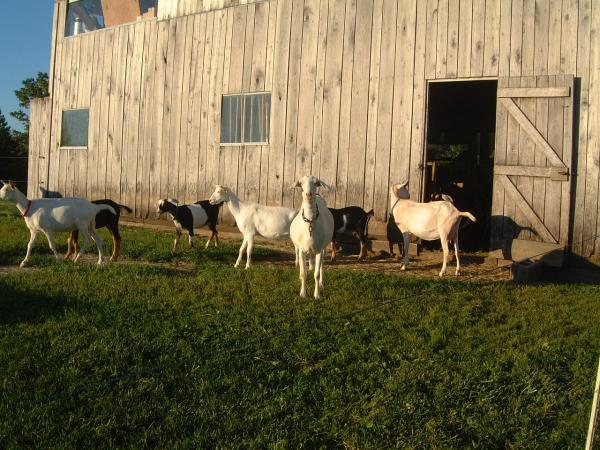 the herd by the barn