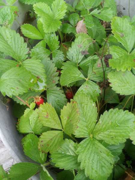 The strawberry plant on the front porch.