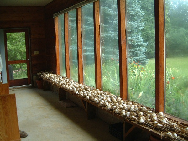 This is about 2/3rds of the garlic harvest, drying in the green house.  The rest is in the machine shed.