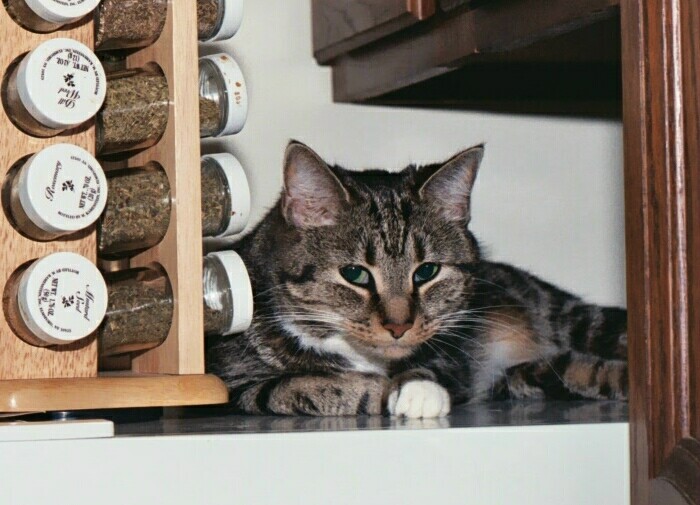 Veruca, one of my two cats; on top of the refrigerator.  Note the revolving spice-rack...it was a Chistmas gift that I stowed on top of the  'fridge, 