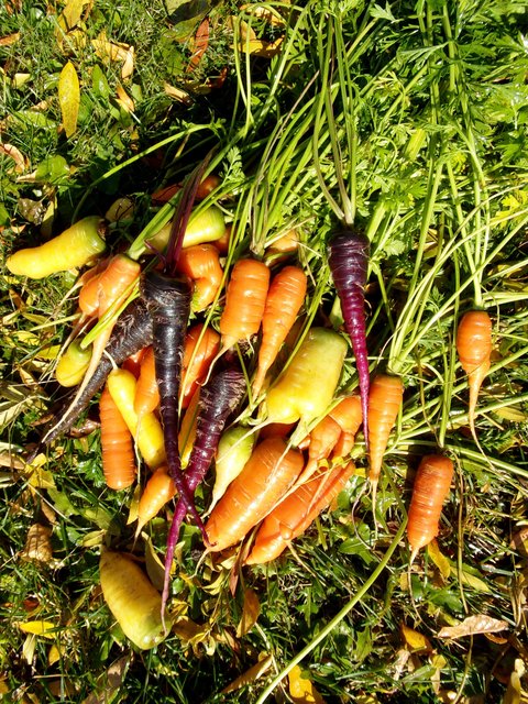 carrots-028.jpg