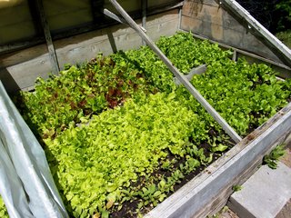 lettucegarden-004.jpg