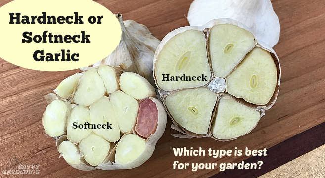 hardneck_vs_softneck_garlic_for_planting.jpg